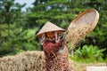 Indonesian farmer woman harvesting, winnowing rice grains Royalty Free Stock Photo