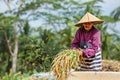 Indonesian farmer woman harvesting, winnowing rice grains Royalty Free Stock Photo