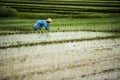 Indonesian farmer woman working in a rice terrace.