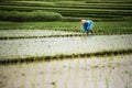 Indonesian farmer woman working in a rice terrace.