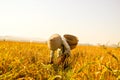 Indonesian farmer working at golden rice fields