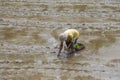 Indonesian farmer working hard on rice field in Bali, Indonesia