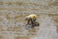 Indonesian farmer working hard on rice field in Bali, Indonesia