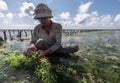 Indonesian farmer working in his sea farm for planting seaweed for cultivating more, Nusa Penida, Indonesia Royalty Free Stock Photo