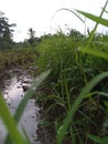 Indonesian farmers have stories Royalty Free Stock Photo