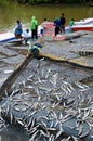 Indonesian Fishermen Drying Fishes