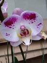 Indonesian flowers, namely orchids