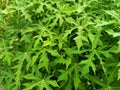 Indonesian forest leaves on the slopes of Mount Semeru