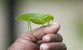 Indonesian Grasshopper