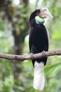 Indonesian Great Sumba Hornbill Bucerotidae Royalty Free Stock Photo