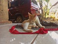 Indonesian Javanese cat Royalty Free Stock Photo