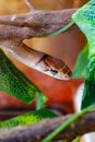 Indonesian jewelry snake or Coelognathus subradiatus.