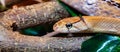 Indonesian jewelry snake or Coelognathus subradiatus.