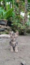 Indonesian kitten Royalty Free Stock Photo