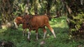 Indonesian local cows