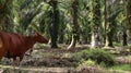 Indonesian local cows