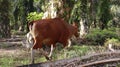 Indonesian local cows