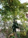 Indonesian local papaya