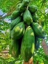 Indonesian local papaya tree with green skin when it is still raw and orange flesh when ripe and sweet