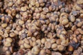 Indonesian luwak coffee bean Royalty Free Stock Photo