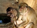 This Indonesian macaque is member of the kominoiden superfamily of the prinate order.