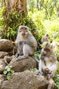 Indonesian macaques. Forest dweller. Sacred forest. Bali Monkeys. Macaca fascicularis