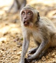 Indonesian macaques. Forest dweller. Sacred forest. Bali Monkeys. Macaca fascicularis