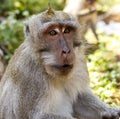 Indonesian macaques. Forest dweller. Sacred forest. Bali Monkeys. Macaca fascicularis