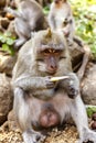 Indonesian macaques. Forest dweller. Sacred forest. Bali Monkeys. Macaca fascicularis