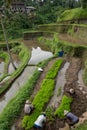 Indonesian men farmers working on a rice terrace in Ubud, Bali Royalty Free Stock Photo