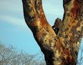 Indonesian monkey enjoy at the big brown tree in Baluran national park, East Java