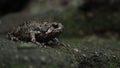 Indonesian Muller's Narrowmouth Toad Belentung Royalty Free Stock Photo