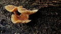 Indonesian mushroom grows on dead logs