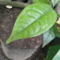 Indonesian native spice bay leaves