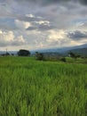 Indonesian natural scenery. Green rice fields, mountains, and twilight Royalty Free Stock Photo