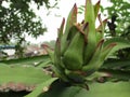 Indonesian nature on a sunny day is very beautiful filled with green plants dragon fruit and coconut trees in Subang Regency