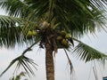 Indonesian nature on a sunny day is very beautiful full of blooming flowers