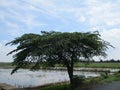 Indonesian nature on a sunny day is very beautiful full of blooming flowers