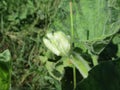 Indonesian nature on a sunny day is very beautiful full of blooming flowers