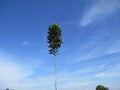 Indonesian nature when the weather is clear decorated with blue skies and white clouds