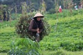 Indonesian Organic Farming