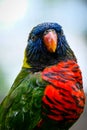 Indonesian rainbow parrot in portrait Royalty Free Stock Photo