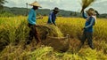 Indonesian people harvest they rice Royalty Free Stock Photo