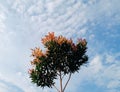 Indonesian red shoot tree with clear cloud atmosphere Royalty Free Stock Photo