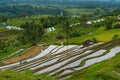 Indonesian rice field.