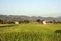 Indonesian rice field with farm buildings