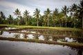Indonesian Rice Field with Still Water