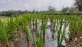 Indonesian rice fields Royalty Free Stock Photo