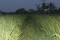 Indonesian ricefield in the evening Royalty Free Stock Photo