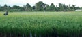 Indonesian ricefield Royalty Free Stock Photo